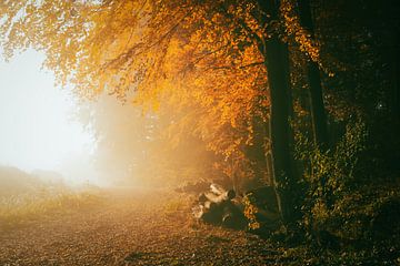Herbstlicher Waldweg mit Baumstämmen von Catrin Grabowski