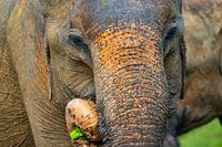 Asiatischer Elefant in Sri Lanka