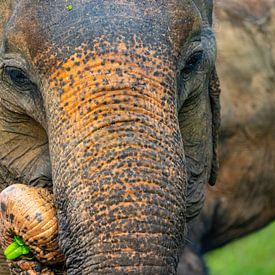 Aziatische olifant in Sri Lanka van Julie Brunsting