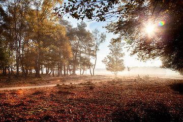 La lumière du soleil à travers les arbres sur Tim Annink