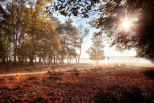 La lumière du soleil à travers les arbres