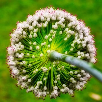 Round flower. Flowering leek