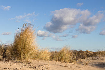 Herbe des dunes