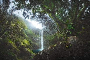 Elusive – Waterval in Mystiek Bos van Daniel Laan