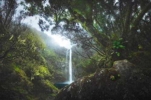 Elusive – Waterfall in Mystical Forest