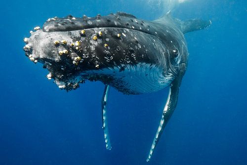 Sometimes they come close