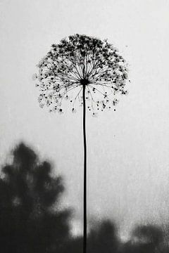 Heracleum mantegazzianum by Franka Poulain