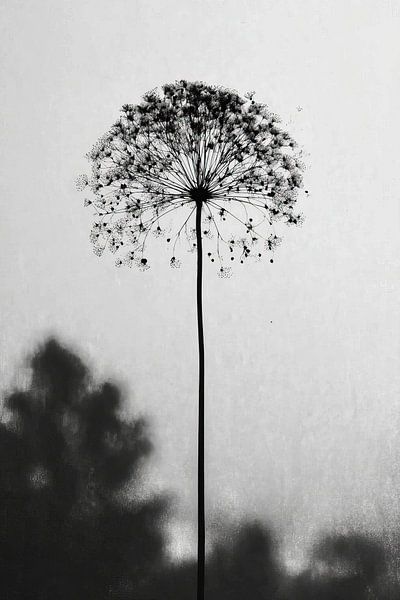 Heracleum mantegazzianum par Franka Poulain