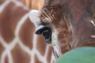 I see you | giraffe van Edith Kusters thumbnail