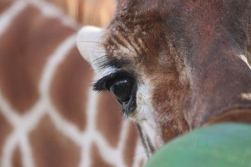 I'm seeing you | giraffe by Edith Kusters