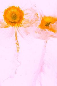 Weißer Mohn in Eis, pink koloriert