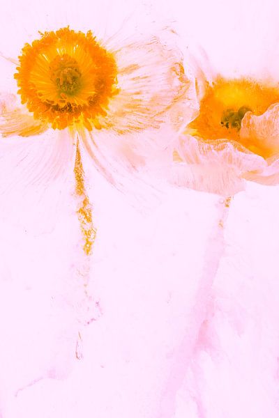 Weißer Mohn in Eis, pink koloriert von Marc Heiligenstein
