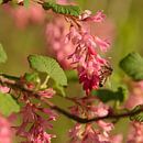 Spring, a bee on a pink ribes shrub by Jolanda de Jong-Jansen thumbnail