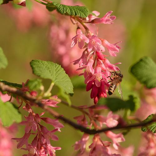 Voorjaar, een bij op een roze ribes struik