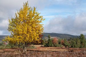 Willingen, Rothaargebirge, Sauerland, Deutschland