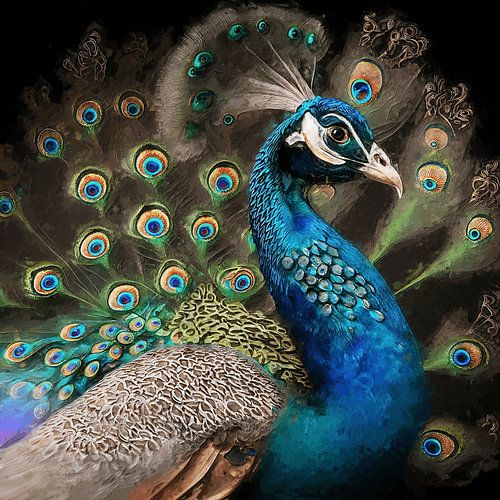 Peacock