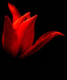 Nahaufnahme rote Tulpe von MSP Canvas