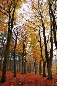 Herbst in der Achterhoek von Arno Wolsink