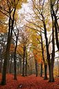 Herfst in de Achterhoek van Arno Wolsink thumbnail