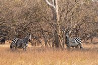 Zebra's in Afrika  van Francis Dost thumbnail