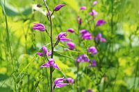 Wild orchids Red Helleborine among lush greenery