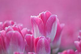 Rosa Tulpen in einem niederländischen Blumenzwiebelfeld von Mireille Breen