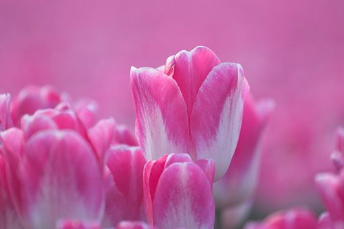 Roze Tulpen in een Hollands Bollenveld van Mireille Breen