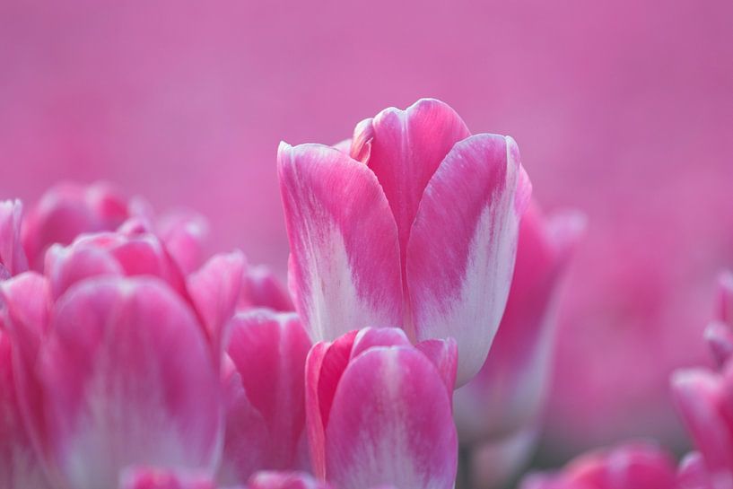 Pink Tulips in a Dutch bulb field by Mireille Breen