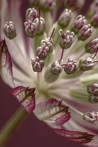Een close-up van een Zeeuws knoopje (Astrantia Major) in het licht