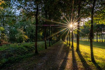 Autumn light in forest