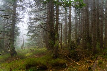 Mystical misty atmosphere in the mountain spruce forest 2 by Holger Spieker