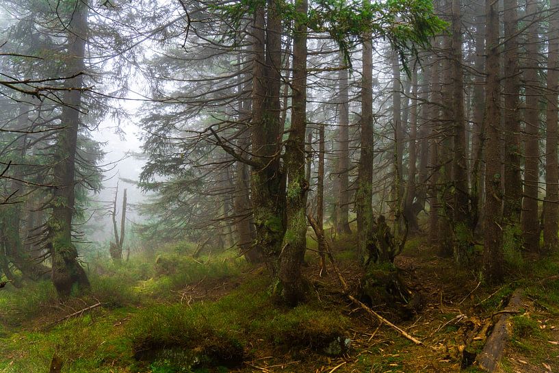 Ambiance de brouillard mystique dans la forêt d&#039;épicéas de montagne 2 par Holger W. Spieker
