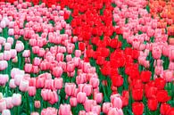 Rood roze en wit tulpenveld van Dennis van de Water thumbnail