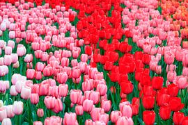 Rood roze en wit tulpenveld von Dennis van de Water