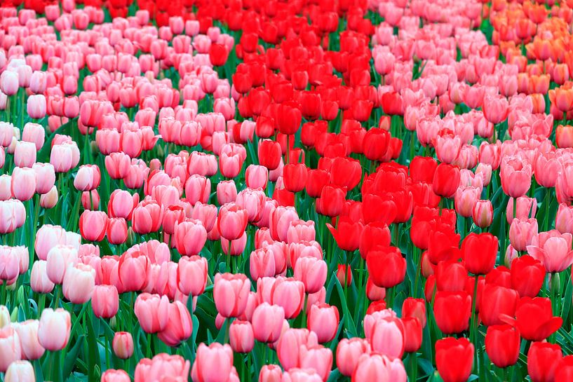 Rood roze en wit tulpenveld van Dennis van de Water