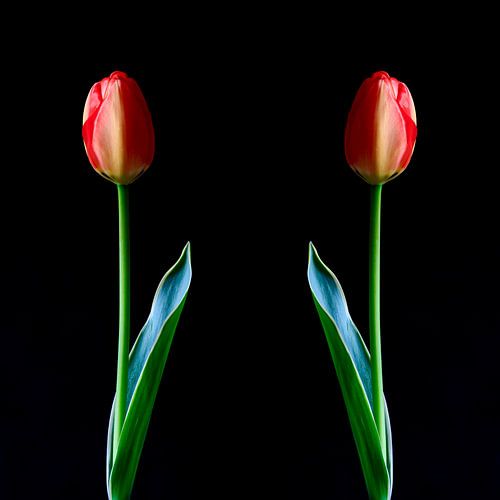 Picturesque tulip blossom