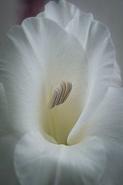 Blüte von Ralf Hickmann