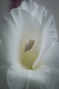 Blüte