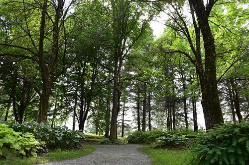 Een tuinpad in de zomer