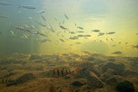 Different species of fish in schools in a fish ladder