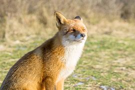 Genieten van het zonnetje snuffelend naar wat voor bij komt.  by Sungi Verhaar