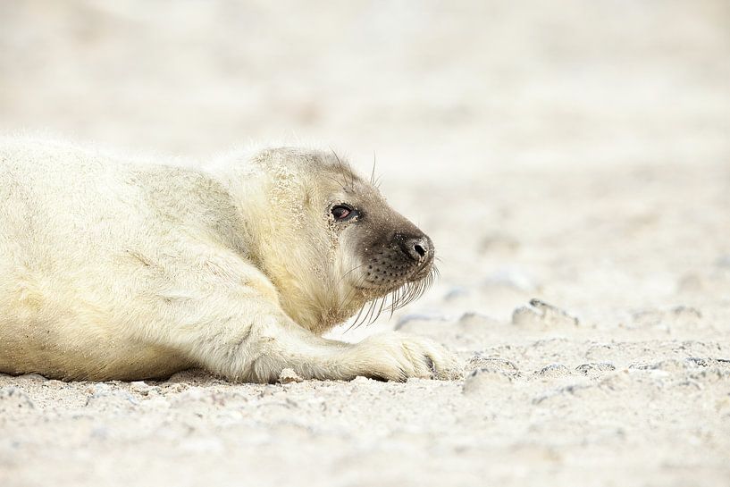 Seal by Ronald Kromkamp