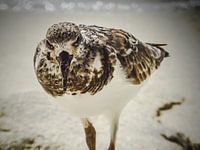 Vogel