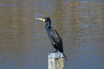 Cormorant