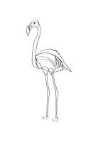 Strichzeichnung Flamingo