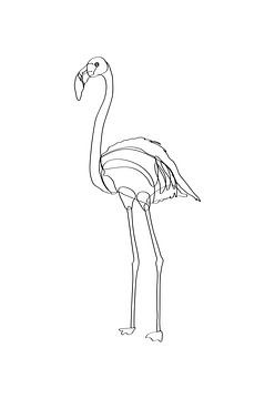 Lijntekening Flamingo van Sadiku-Reijmers