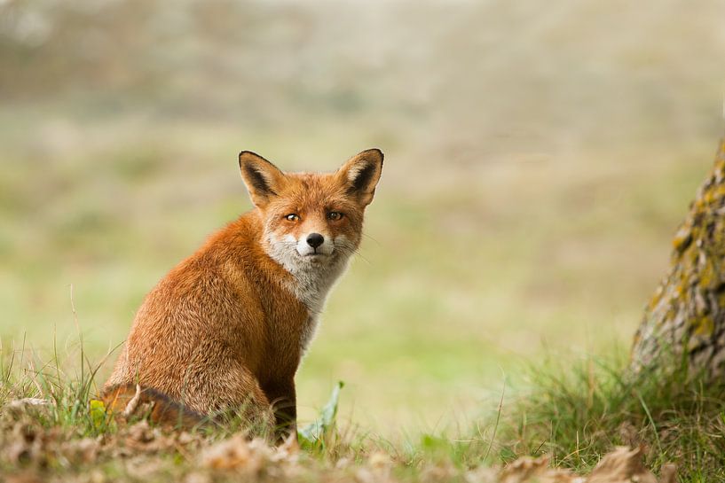 Fuchs  von Ina Hendriks-Schaafsma