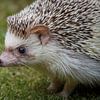 Een schattige witbuikegel van Hilda Weges
