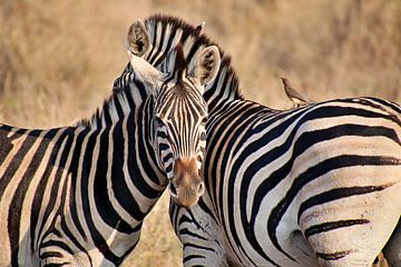 Twee zebra's close up van Annelies69