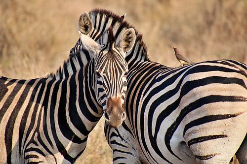 Two zebra's close up